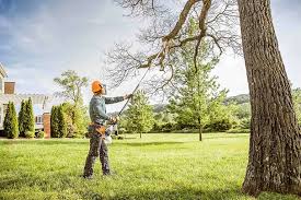 Why Choose Our Tree Removal Services in Casper, WY?