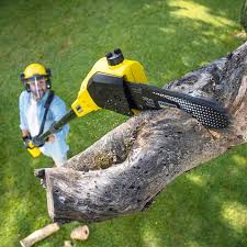 Best Tree Preservation Services  in Casper, WY