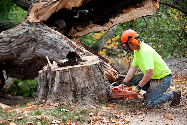 Professional  Tree Services in Casper, WY